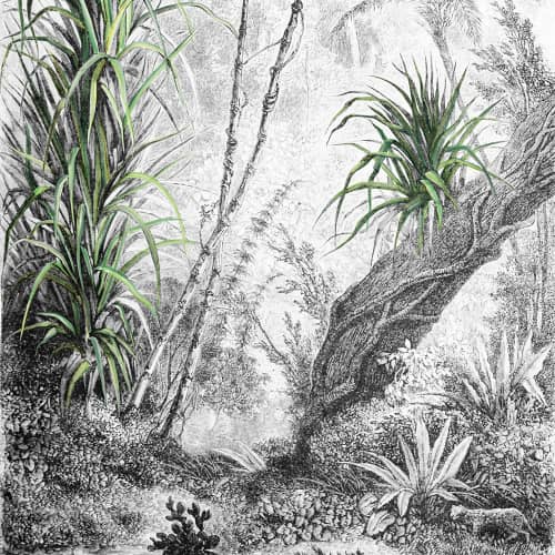 Mural Inkiostro Bianco tropikalne drzewa rysunek Foresta INKDFFU1602