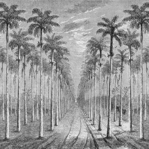 Mural Inkiostro Bianco tropikalne drzewa graficzny rysunek Palmeraie INKEEUU1601