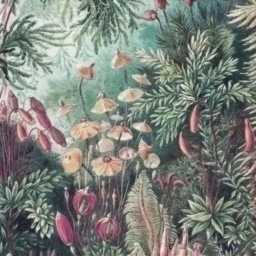 MURAL rośliny tropikalne wielobarwny Fairytale WALL ART