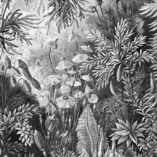 MURAL rośliny tropikalne szary  Fairytale B&WWALL ART